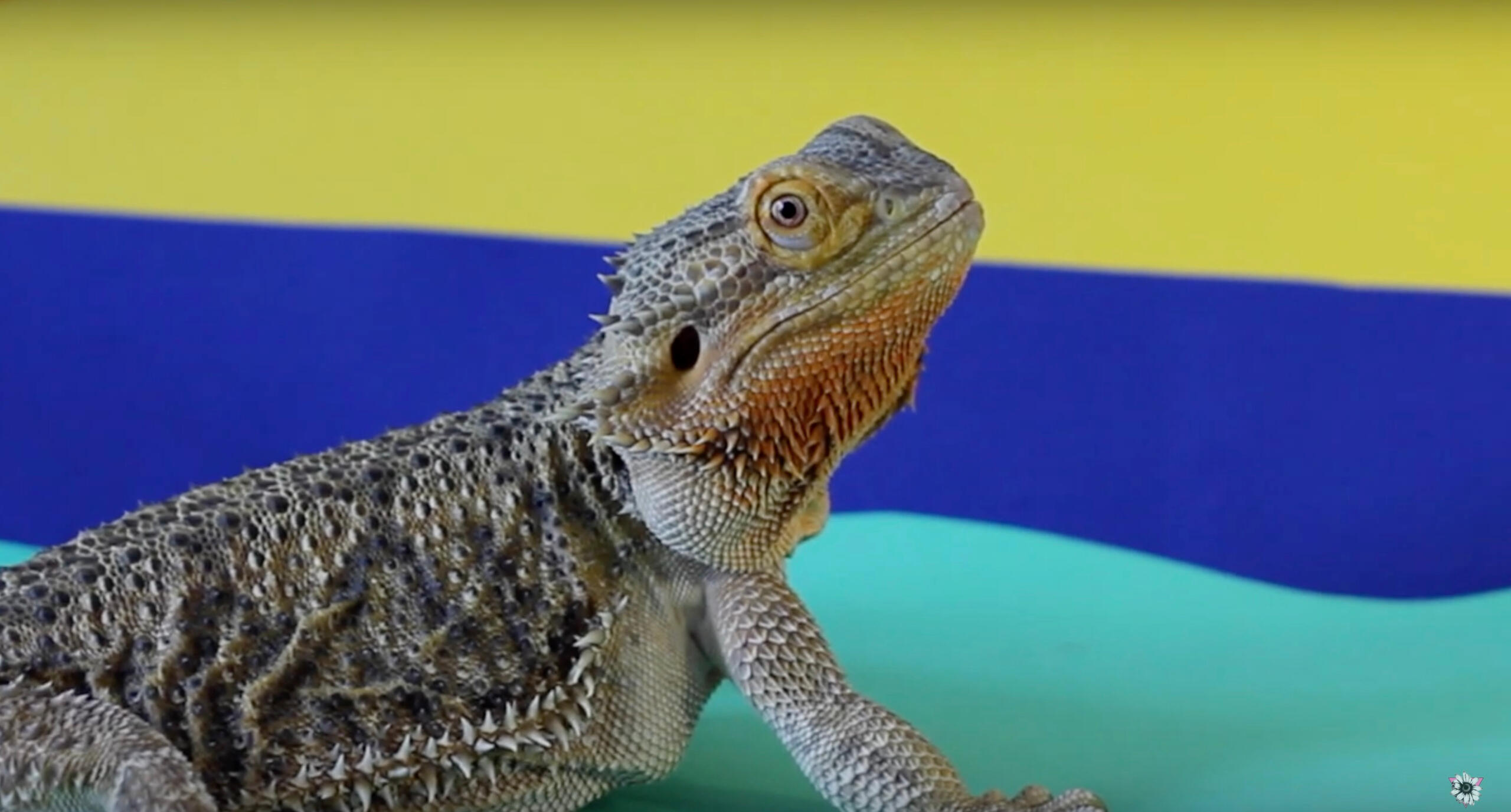 Empath - Hanging Out of Cars